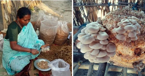 Agriculture and mushroom farming
